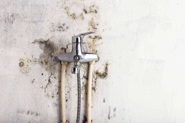 Reliable Cozad, NE Mold Removal Solutions