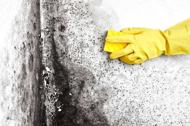 Best Home Mold Removal  in Cozad, NE