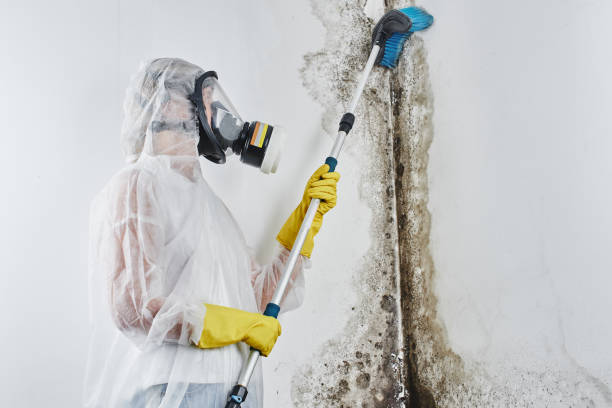 Best Attic Mold Removal  in Cozad, NE