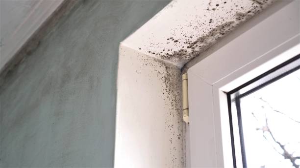 Best Attic Mold Removal  in Cozad, NE