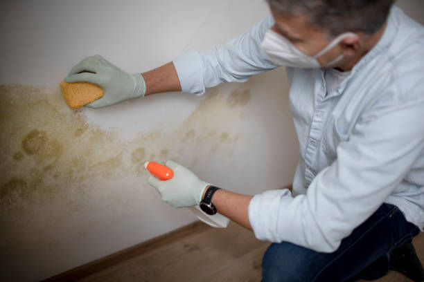 Best Black Mold Removal  in Cozad, NE