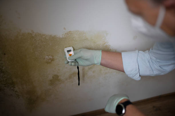 Best Certified Mold Removal  in Cozad, NE