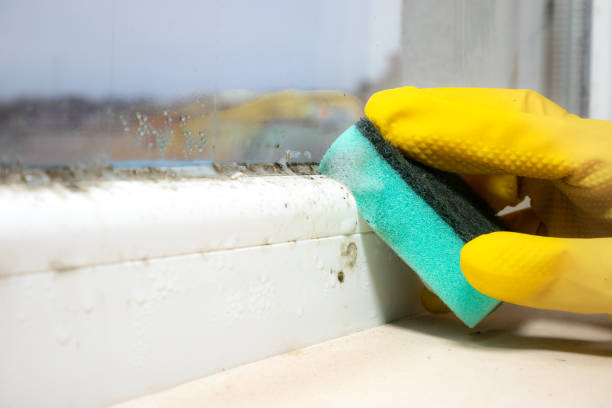 Best Toxic Mold Removal  in Cozad, NE