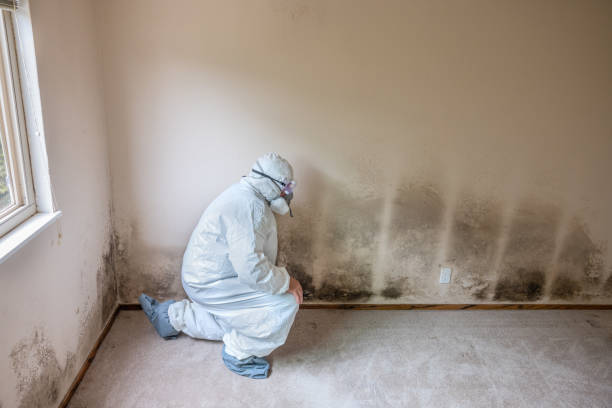 Best Mold Remediation Services  in Cozad, NE