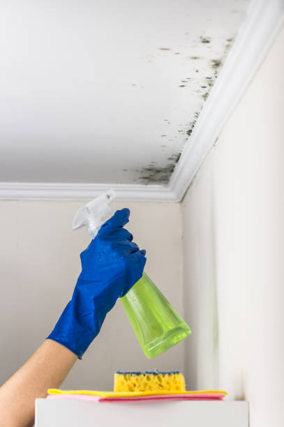 Best Same-Day Mold Removal  in Cozad, NE